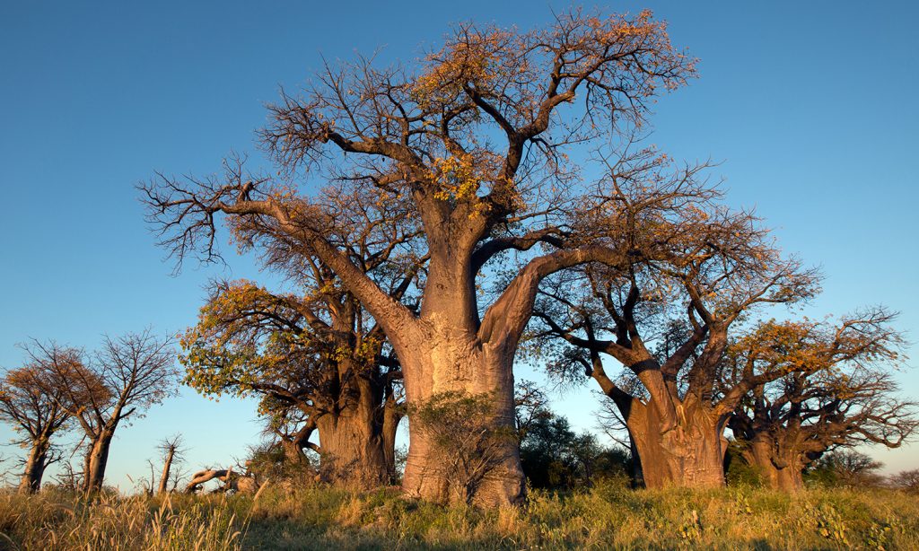 Baobab Tree Senegal